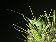 Hubbellia marginifera