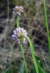 Allium nutans