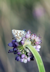 Muschampia