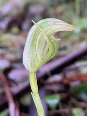 Pterostylis hildae