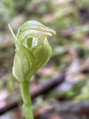 Pterostylis hildae