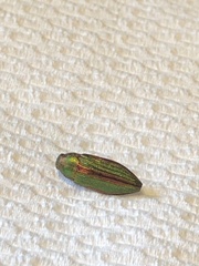 Buprestis aurulenta