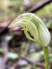 Pterostylis hildae