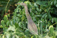 Ardeola grayii