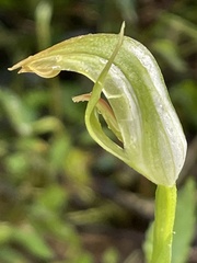 Pterostylis hildae