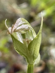 Pterostylis hildae