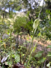 Pterostylis hildae