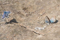 Plebejus argus