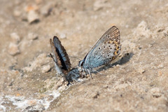 Plebejus argus