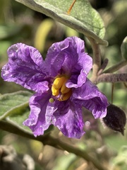 Solanum celatum