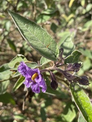 Solanum celatum