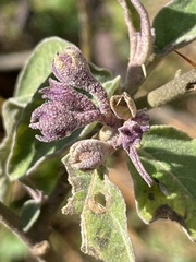 Solanum celatum