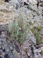 Artemisia lagocephala