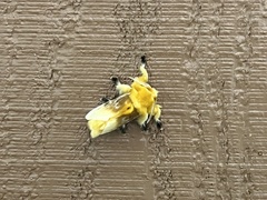 Megalopyge bissesa