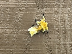 Megalopyge bissesa