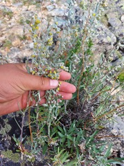 Artemisia lagocephala