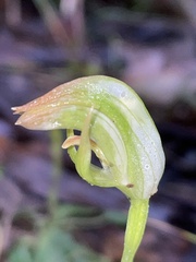 Pterostylis hildae
