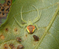 Araneus alboventris