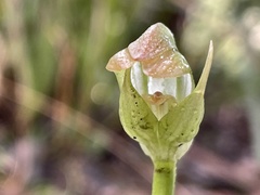 Pterostylis hildae
