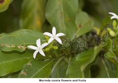 Morinda coreia