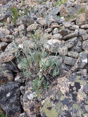 Artemisia lagocephala