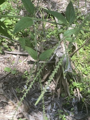 Verbena scabra