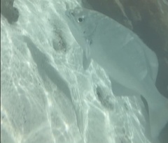 Kyphosus cinerascens