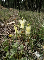 Narcissus triandrus pallidulus