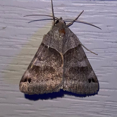 Caenurgina crassiuscula