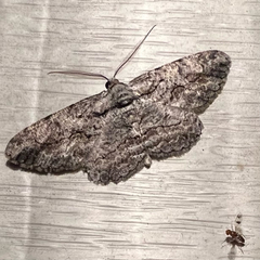 Anavitrinella pampinaria