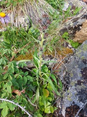 Saussurea baicalensis