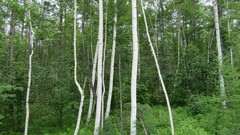 Betula