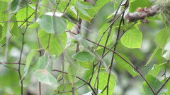 Betula