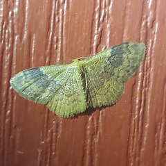 Leptostales ferruminaria