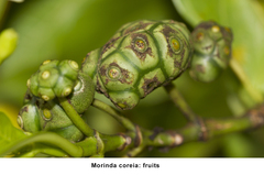 Morinda coreia