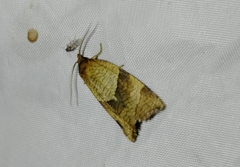 Philedone gerningana