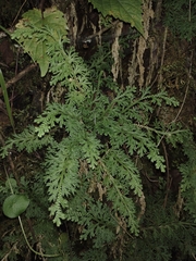 Selaginella pallescens
