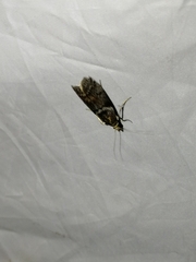 Laodamia faecella