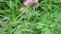Spiraea