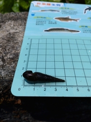 Stenomelania plicaria