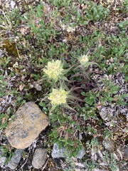 Castilleja pallida