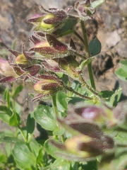 Penstemon ellipticus