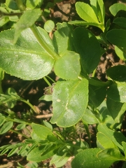 Penstemon ellipticus