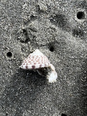 Coelotrochus tiaratus