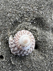 Coelotrochus tiaratus