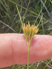 Rhynchospora chapmanii