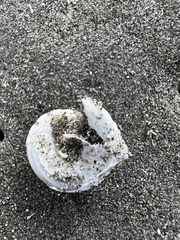 Coelotrochus tiaratus