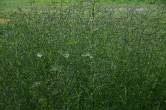 Sesbania cannabina