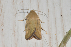 Heliocheilus paradoxus