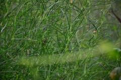 Sesbania cannabina